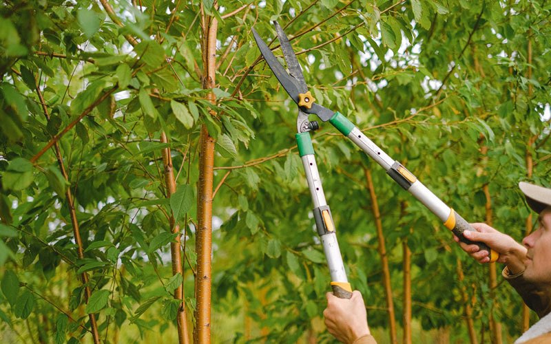 Tree trimming in South Newfane, VT