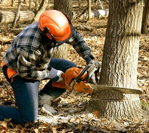 Tree Removal in South Newfane, VT
